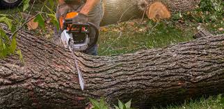 Best Emergency Tree Removal  in La Follette, TN