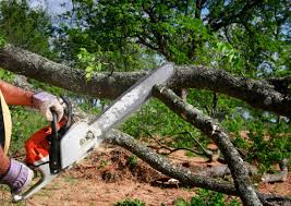 Best Hazardous Tree Removal  in La Follette, TN