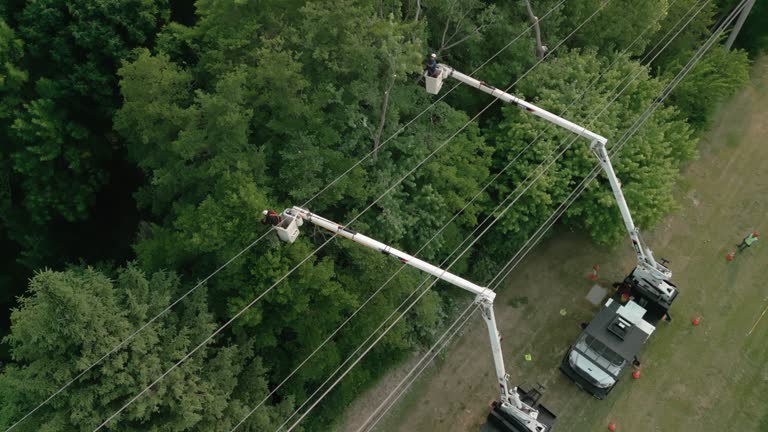 Best Tree Risk Assessment  in La Follette, TN