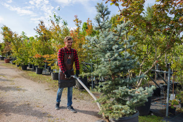 Best Emergency Tree Removal  in La Follette, TN